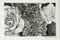 Image of in full bloom