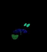 Image 4 of FUNGUS TONGUE COURAGE PIN GLOW IN THE DARK