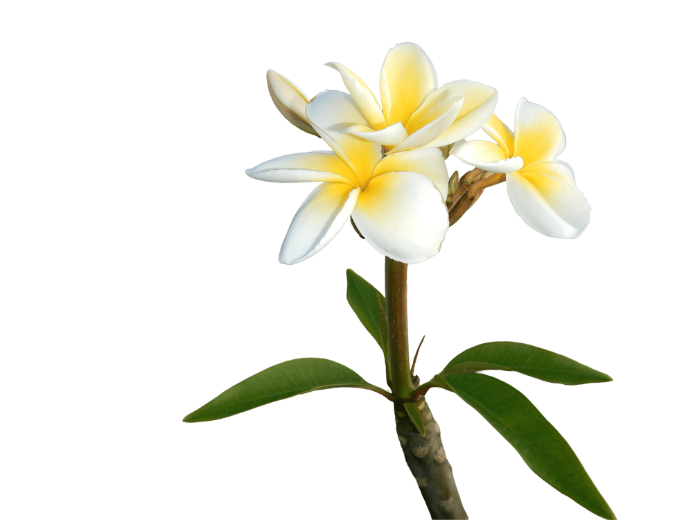 Plumeria Rubra