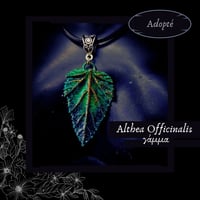 Image 3 of ☽ Althea Officinalis ☾
