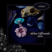 Image 2 of ☽ Althea Officinalis ☾