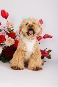 Image 1 of LOVE LUX HARNESS SET - IVORY