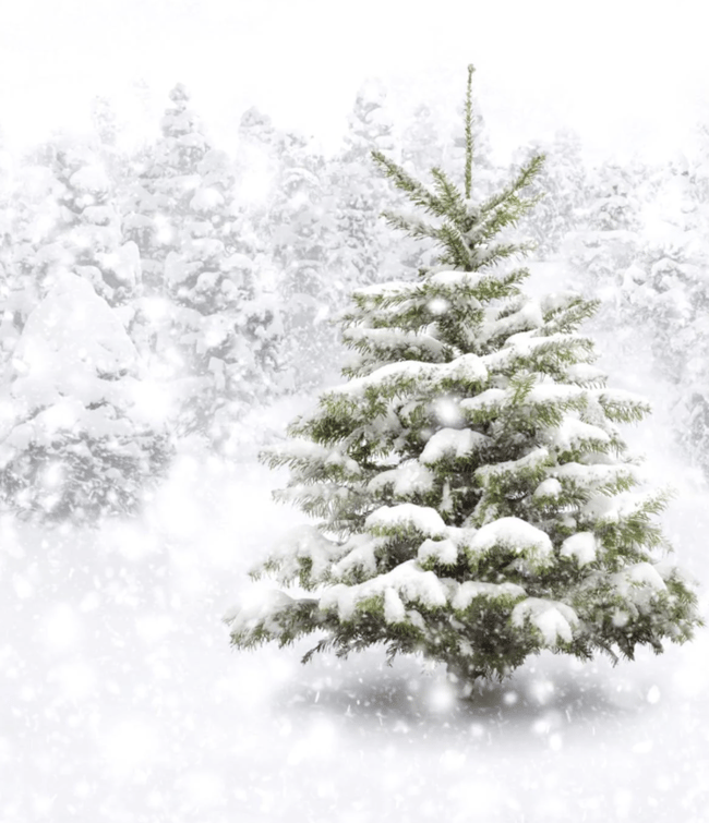 White Christmas Minis 2025 - Saturday 4th October