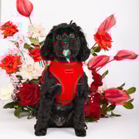 Image 5 of LOVE LUX WALKWEAR SET - ROUGE