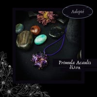 Image 4 of ☽ Primula Acaulis ☾