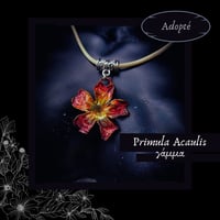Image 3 of ☽ Primula Acaulis ☾