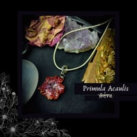 Image 1 of ☽ Primula Acaulis ☾