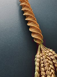 Image 2 of Harvest Neck