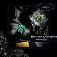 Image 1 of ☽ Heracleum Sphondylium ☾