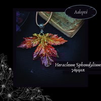Image 3 of ☽ Heracleum Sphondylium ☾