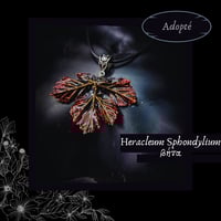 Image 2 of ☽ Heracleum Sphondylium ☾
