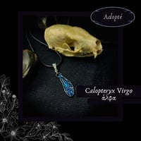 ☽ Calopteryx Virgo ☾