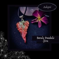 Image 10 of ☽ Betula Pendula ☾