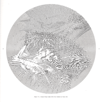Plate 19