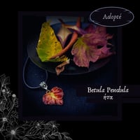 Image 11 of ☽ Betula Pendula ☾