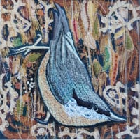 Image 1 of Nuthatch