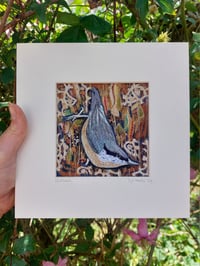 Image 2 of Nuthatch