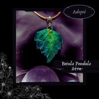 Image 6 of ☽ Betula Pendula ☾