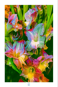 Image 1 of RARE RAINBOW GLADS (36X24)