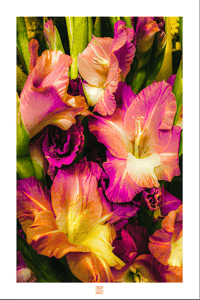 Image 1 of HOT GLADS FOR U (36X24)