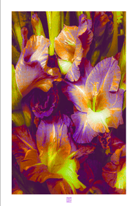Image 1 of IMPOSSIBLE GLADS (36X24)