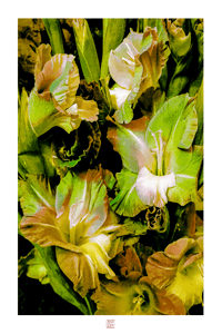 Image 1 of GLAD YOU'RE GREEN (36X24)