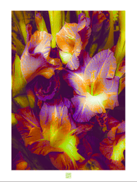 Image 1 of IMPOSSIBLE GLADS (24X18)