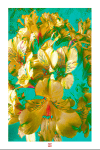 Image 1 of MANCHURIAN MANIA 