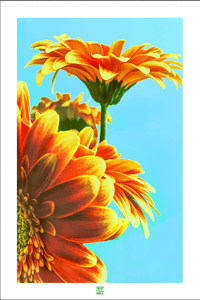 Image 1 of TWO GERBER DAISIES 