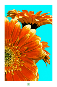 Image 1 of BIG ASS NON-DAISY (36X24)