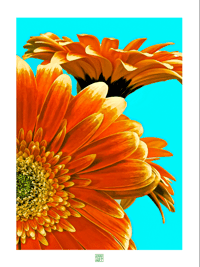 Image 1 of BIG ASS GERBER DAISY (24X18)