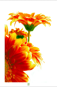 Image 1 of NO DAISY NO BACKGROUND (36X24)
