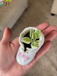 Image 1 of Baby Sun Rose Succulent