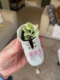 Image 2 of Baby Sun Rose Succulent