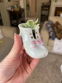 Image 3 of Baby Sun Rose Succulent