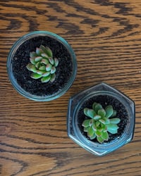 $10 Plants
