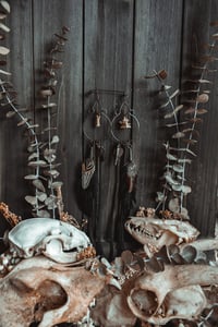 Image 6 of Carrion Warden Hoops