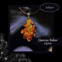Image 14 of ☽ Quercus Robur ☾