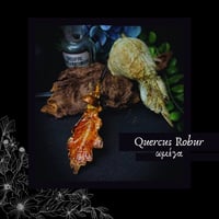 Image 9 of ☽ Quercus Robur ☾