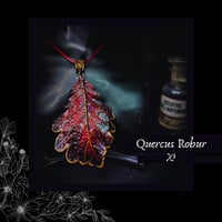 Image 5 of ☽ Quercus Robur ☾
