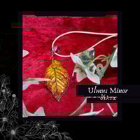 Image 2 of ☽ Ulmus Minor ☾