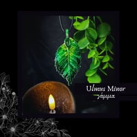 Image 1 of ☽ Ulmus Minor ☾