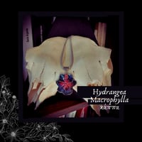 Image 3 of ☽ Hydrangea Macrophylla ☾