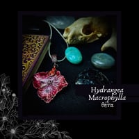 Image 2 of ☽ Hydrangea Macrophylla ☾