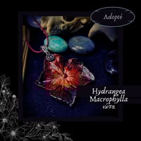 Image 9 of ☽ Hydrangea Macrophylla ☾