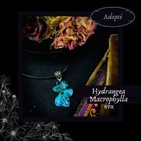 Image 8 of ☽ Hydrangea Macrophylla ☾