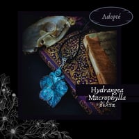 Image 6 of ☽ Hydrangea Macrophylla ☾