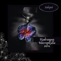 Image 5 of ☽ Hydrangea Macrophylla ☾
