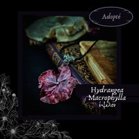 Image 7 of ☽ Hydrangea Macrophylla ☾