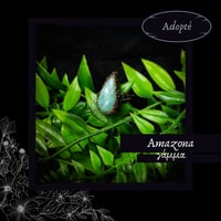Image 3 of ☽ Amazona ☾